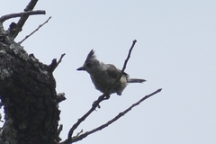 Baeolophus atricristatus