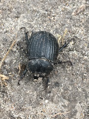 Phyllophaga cribrosa