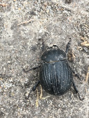 Phyllophaga cribrosa