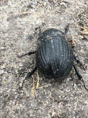 Phyllophaga cribrosa