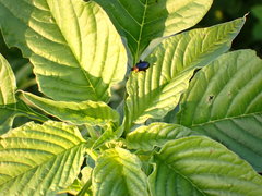 Disonycha triangularis