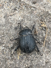 Phyllophaga cribrosa