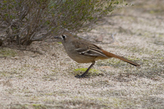 Drymodes brunneopygia