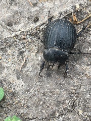 Phyllophaga cribrosa