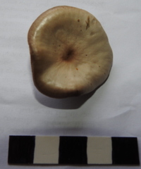 Clitocybe metachroa