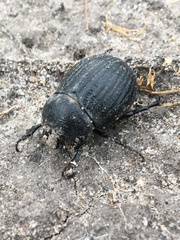 Phyllophaga cribrosa