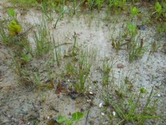 Eleocharis albida