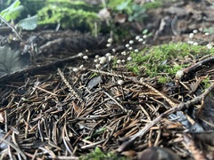 Marasmius bulliardii
