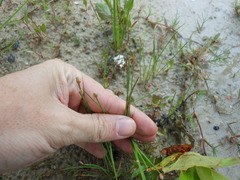 Eleocharis albida
