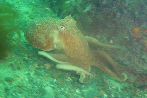 Curled Octopus