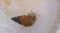 Potamopyrgus antipodarum