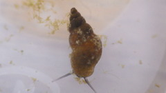 Potamopyrgus antipodarum