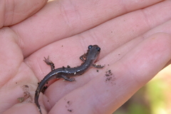 Plethodon montanus