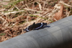 Kaniska canace nojaponicum