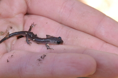Plethodon montanus