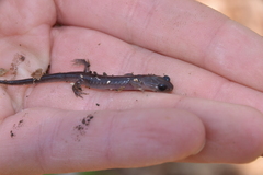 Plethodon montanus