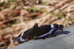 Kaniska canace nojaponicum