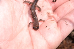 Plethodon montanus