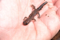 Plethodon montanus