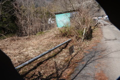 Kaniska canace nojaponicum