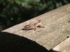 Acholla multispinosa