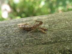 Acholla multispinosa