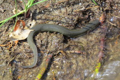 Siren intermedia