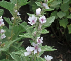 Althaea