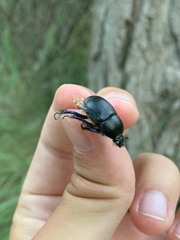 Sericotrupes niger