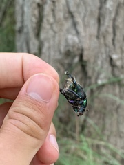 Sericotrupes niger