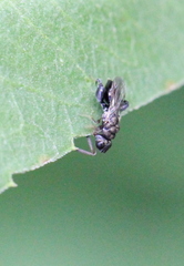 Dirhinus anthracia