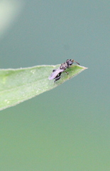 Dirhinus anthracia