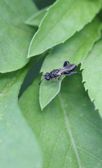 Dirhinus anthracia