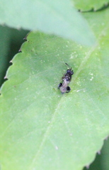 Dirhinus anthracia