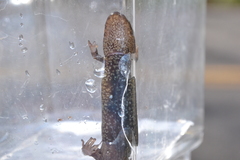 Desmognathus kanawha
