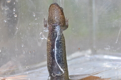 Desmognathus kanawha