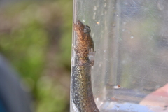 Desmognathus kanawha