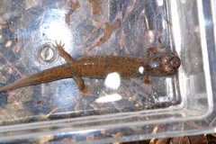 Desmognathus kanawha