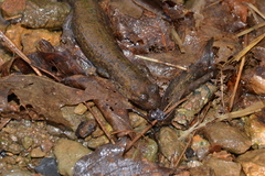 Desmognathus kanawha
