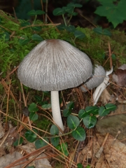 Coprinopsis alopecia