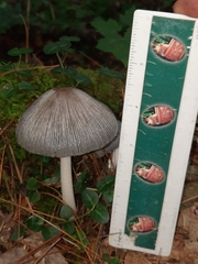 Coprinopsis alopecia