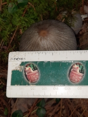 Coprinopsis alopecia