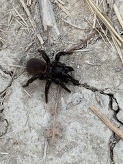 Amblyocarenum walckenaeri