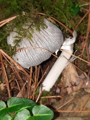 Coprinopsis alopecia