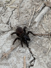 Amblyocarenum walckenaeri