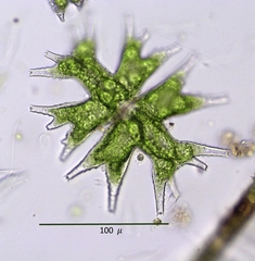Micrasterias mahabuleshwarensis