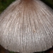 Coprinopsis alopecia - Photo (c) Jill Peters, alguns direitos reservados (CC BY-NC), uploaded by Jill Peters