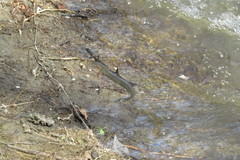 Siren intermedia
