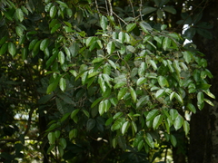 Olea dioica