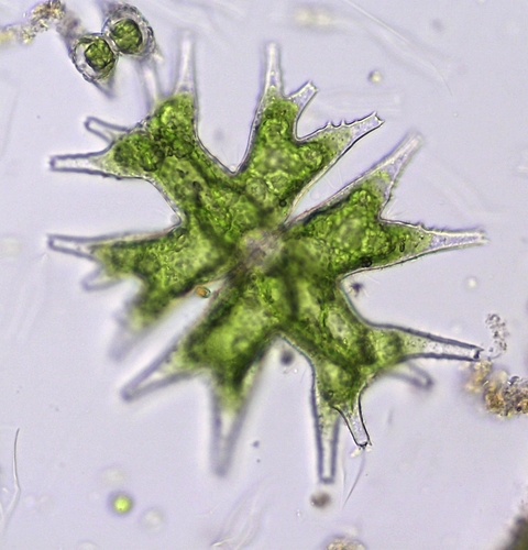 Micrasterias mahabuleshwarensis